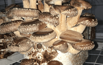 Cultivo de hongos (fungicultura)