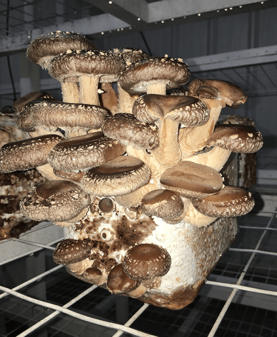 Cultivo de hongos (fungicultura)